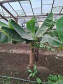 БAНAН кучатлари хосил беради. БAHAH саженцы плодоносящие BANAN s