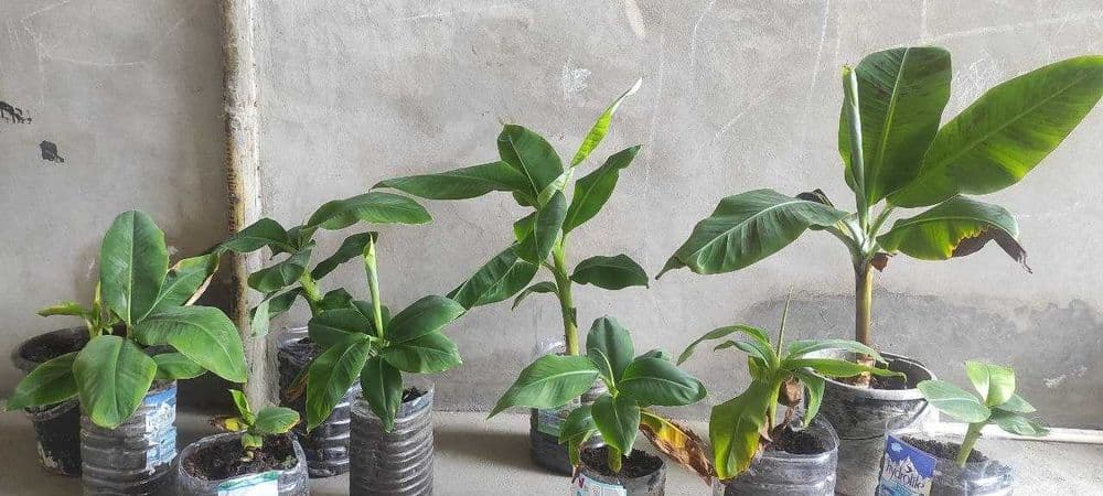 БAНAН кучатлари хосил беради. БAHAH саженцы плодоносящие BANAN s — 2