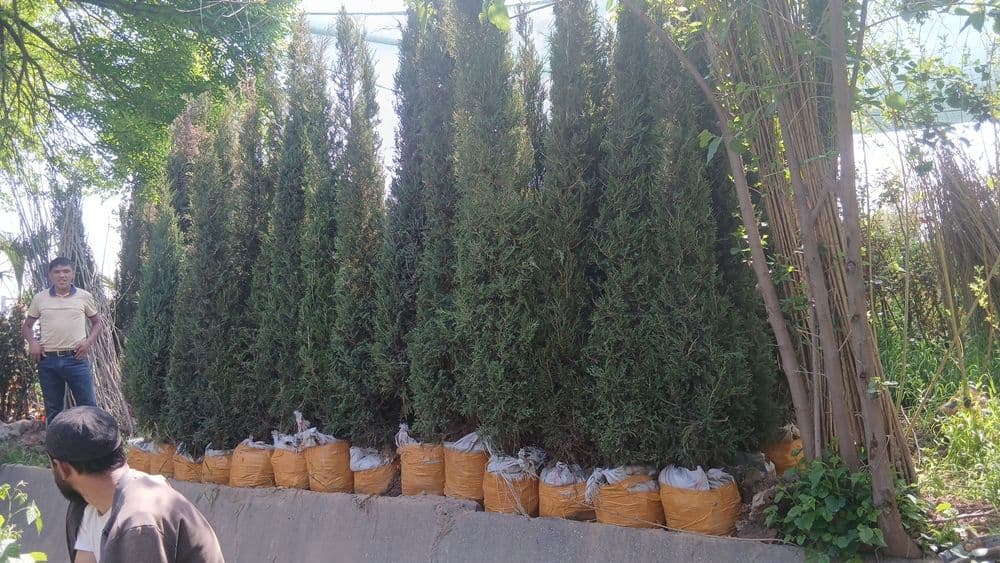 Ko'chatlarimiz bor Toshkent rohat posti oldida — 3