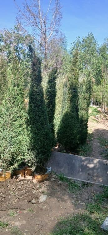 Ko'chatlarimiz bor Toshkent rohat posti oldida — 6