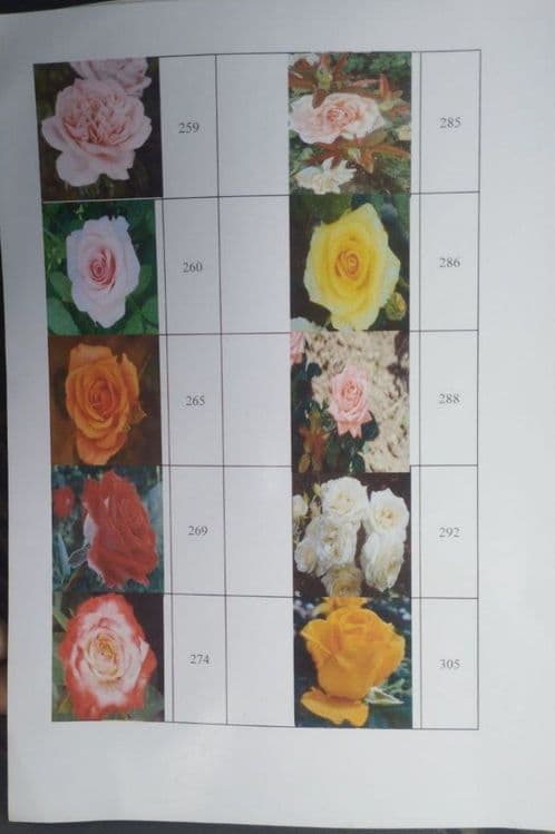 Trendiviy atirgul koʻchati donasi 4000 ming bunaqasi bozorda yoq — 14