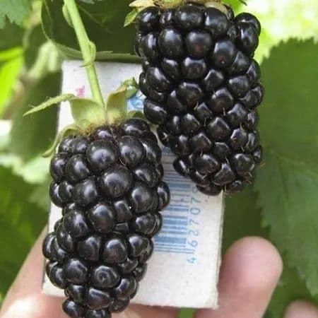 1️⃣ Blek Jem ежевика ko‘chati
2️⃣ Blek Jem Black Gem ежевика
3️⃣ Blek — 1