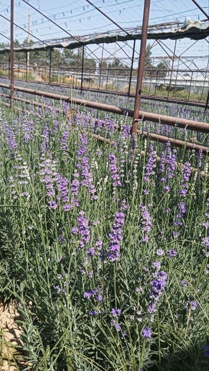 Lavanda ko‘chatlari sotuvda! — 1