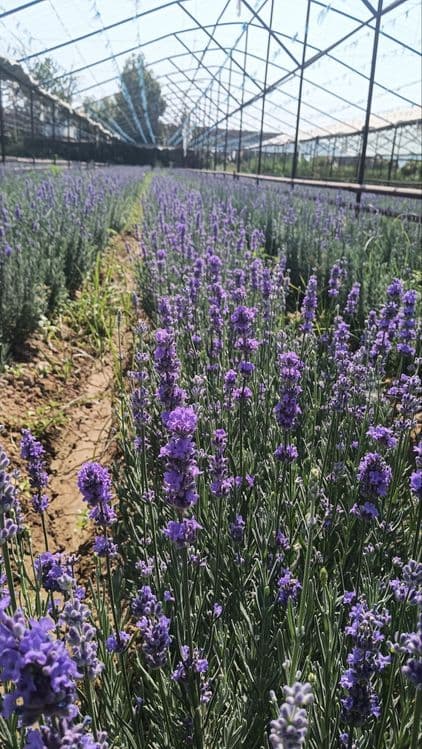 Lavanda ko‘chatlari sotuvda! — 2