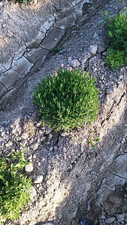 Lavanda ko‘chatlari sotuvda! — 4