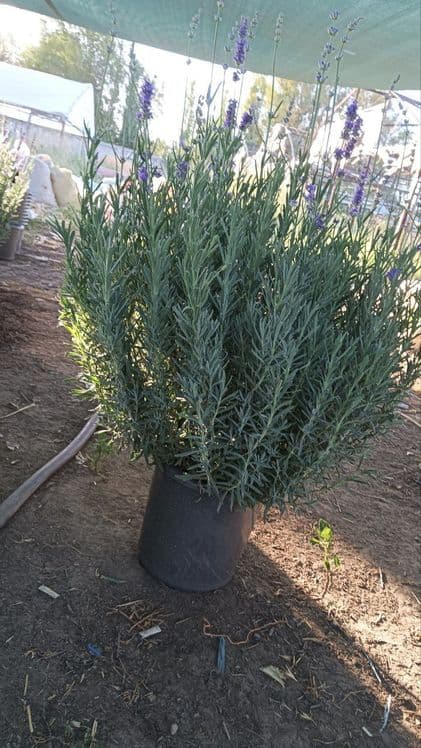 Lavanda ko‘chatlari sotuvda! — 5
