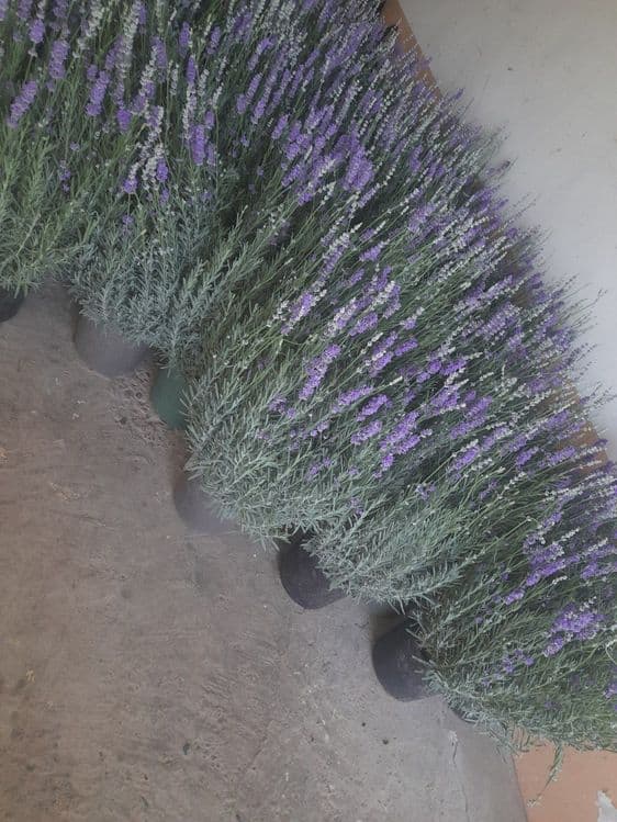 Lavanda ko‘chatlari sotuvda! — 7