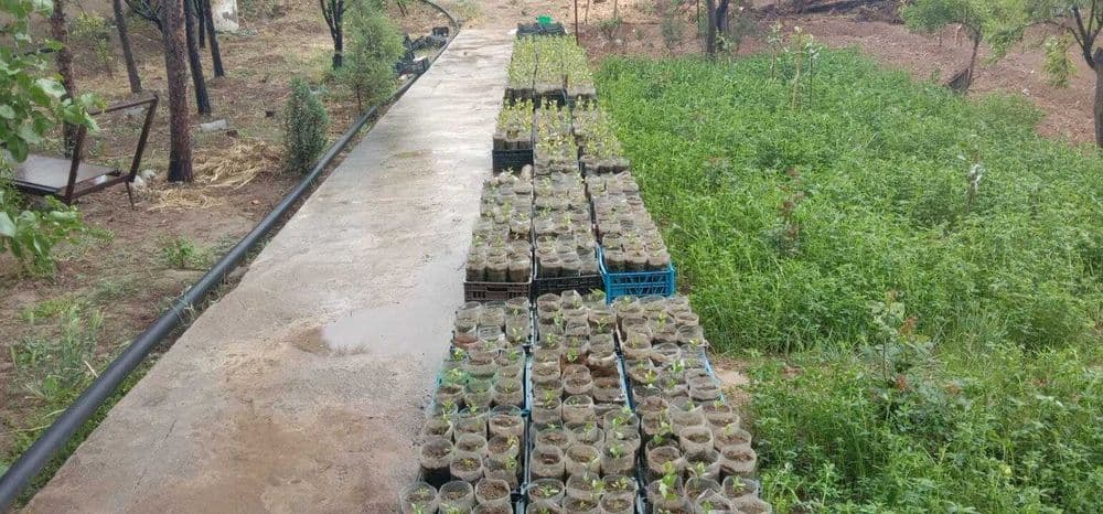 Писта кўчатлари 600 та — 2