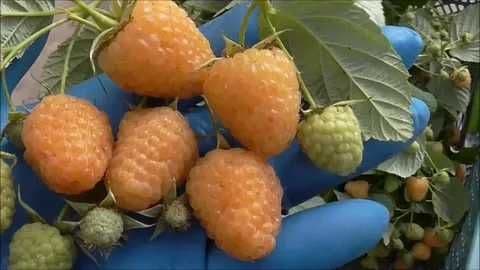 Саженцы Красной и Желтой Малины — 3