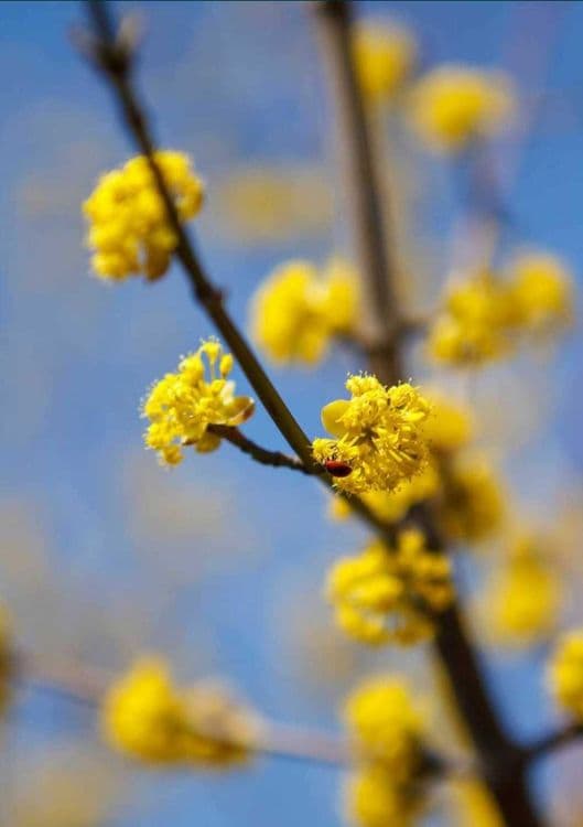 Саженцы Кизил-Лукъяновский-Влодимирский! — 1