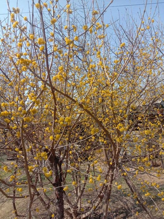 Саженцы Кизил-Лукъяновский-Влодимирский! — 5