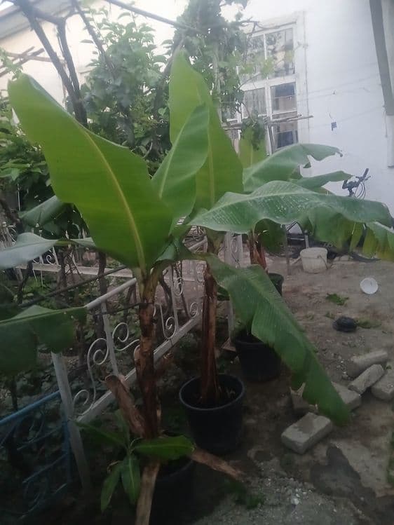 Banan ko‘chatlari sotiladi