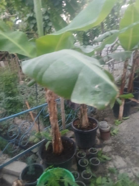 Banan ko‘chatlari sotiladi — 2
