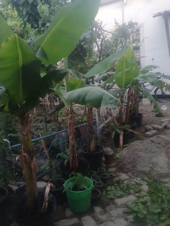 Banan ko‘chatlari sotiladi — 3
