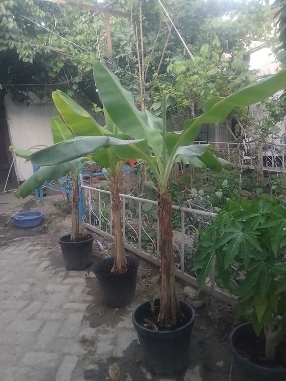 Banan ko‘chatlari sotiladi — 4