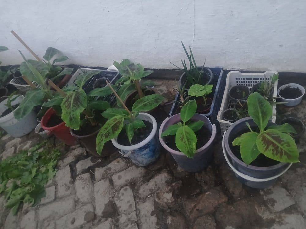 Banan ko‘chatlari sotiladi — 5