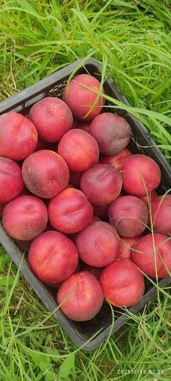 ШОФТОЛИ кучатларимизни 12 хил сорти бор сортига падвойига кафолат бера — 4