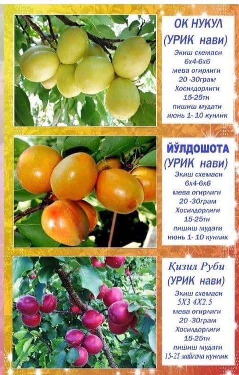 Саженцы сливы, персика и яблок/ Olxo’ri, shaftoli va olma ko’chatlari — 2