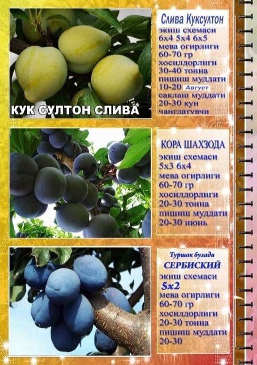 Саженцы сливы, персика и яблок/ Olxo’ri, shaftoli va olma ko’chatlari — 4