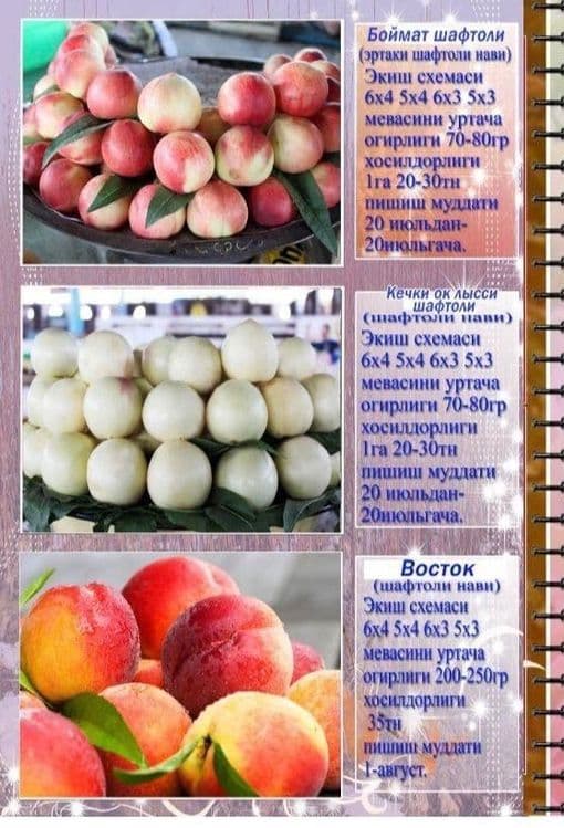 Саженцы сливы, персика и яблок/ Olxo’ri, shaftoli va olma ko’chatlari — 5