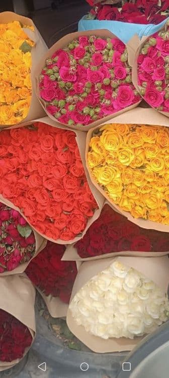 Кафолатлик Асартимент Атиргул Кучатлари СОТИЛАДИ — 3