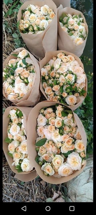Кафолатлик Асартимент Атиргул Кучатлари СОТИЛАДИ — 6