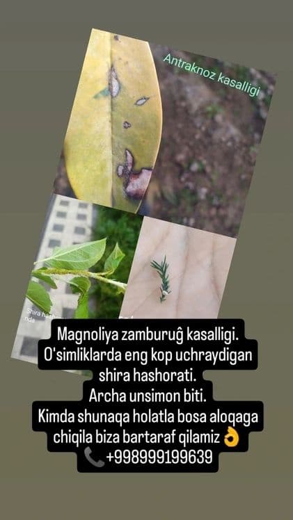Archa va daraxtlarni davolash — 3