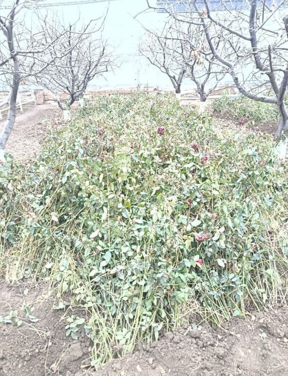 Atirgul va gilos koʻchatlari — 2