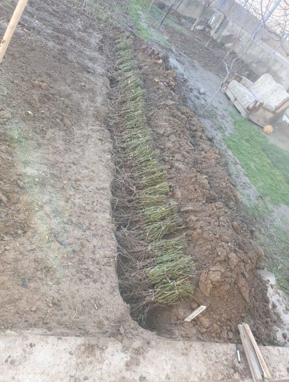 Atirgul va gilos koʻchatlari — 3