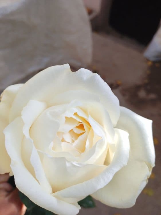 Hidli atirgul koʻchatlari bor har-xil soʻrtlari bor hidsizlarixam — 1