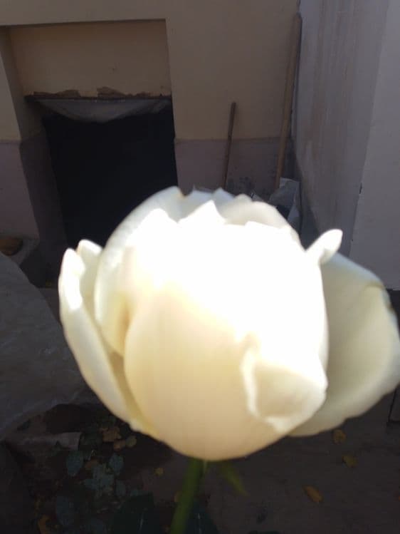 Hidli atirgul koʻchatlari bor har-xil soʻrtlari bor hidsizlarixam — 2