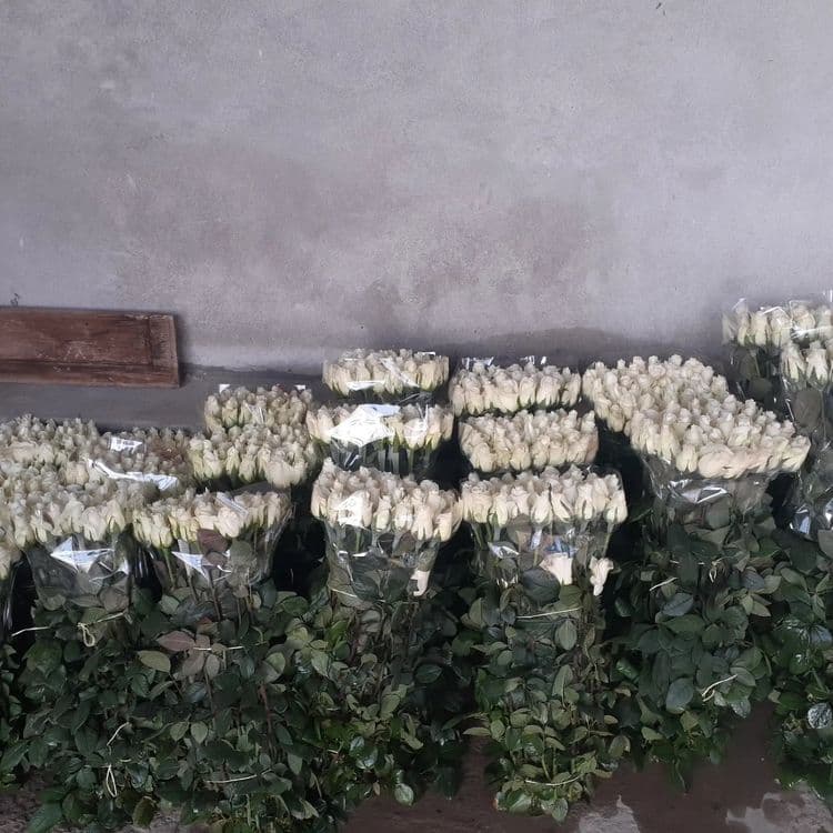 Atirgul biznesi bo'yicha ko'chatlla sotamiz — 2