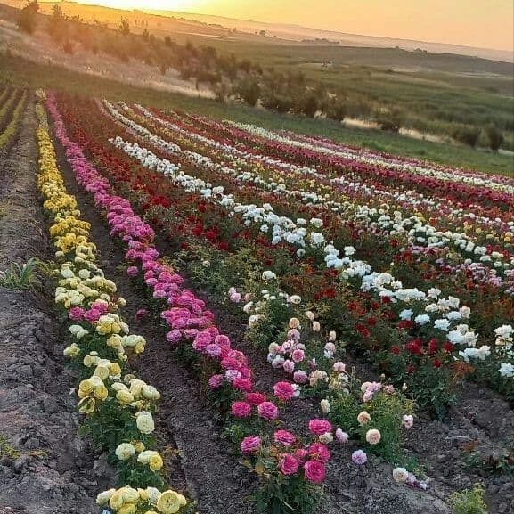 Atirgul biznesi bo'yicha ko'chatlla sotamiz — 6