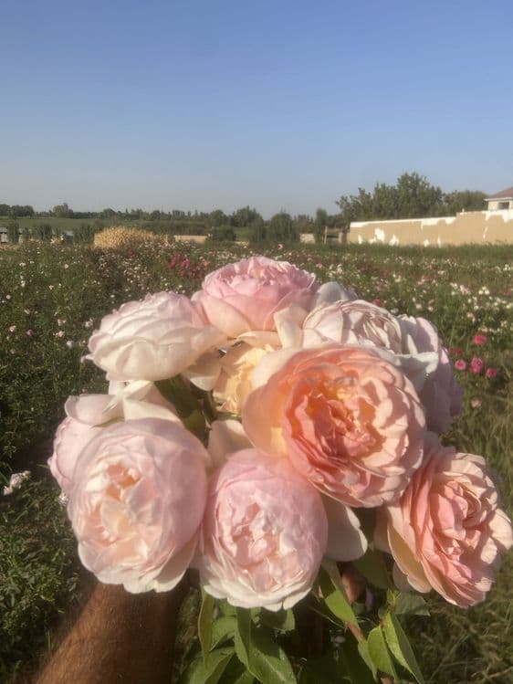 Issixona biznesi bo'yicha Atirgul ko'chatllari sotamiz — 2
