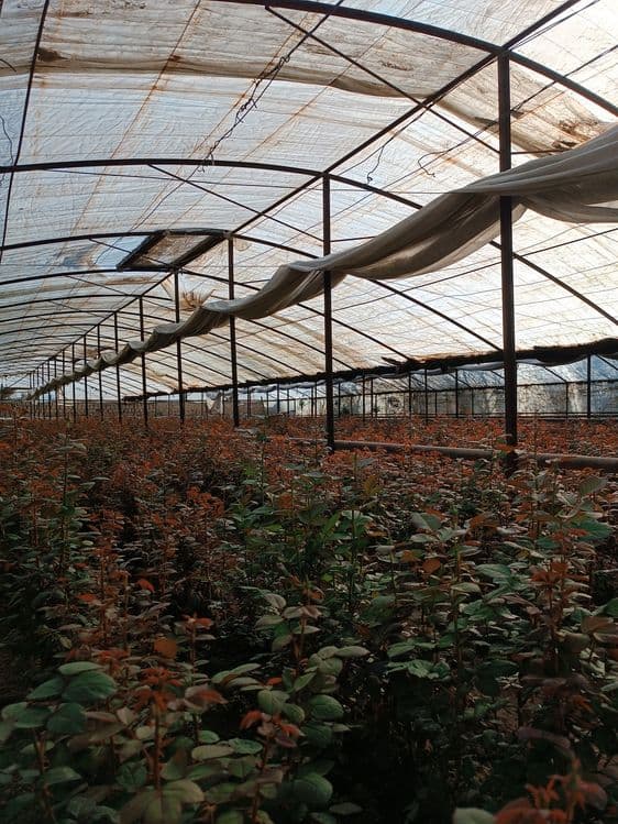 Issixona biznesi bo'yicha Atirgul ko'chatllari sotamiz — 7