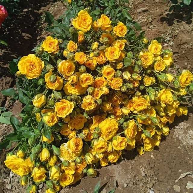 Atrgul koʻchatlar bor 75 xil turdagi — 8