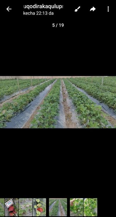 Serhosil serdaromad qulupnay navlari Koreya va Turkiyada etishtirilgan — 3