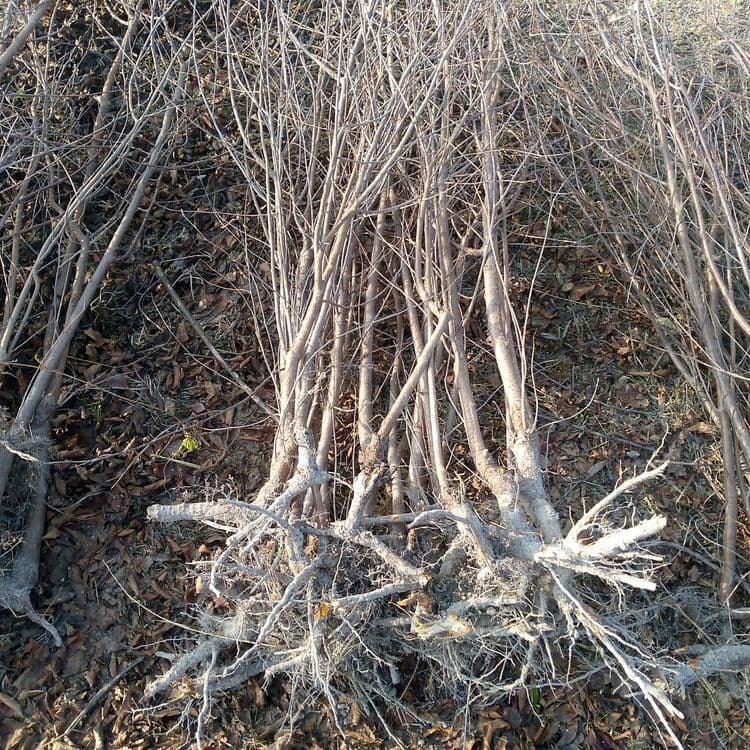 Olcha va Shiponka koʻchat — 8