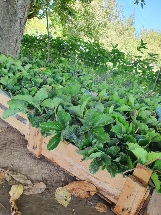 Кучат кулупнай кореский сулхян минхян испан кучат — 2