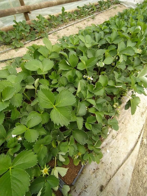 Qulupnay kochatlari sotuvda — 4