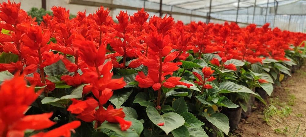 Salvia zakaz olamiza — 8