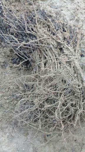Кора кишмиш узум кучатлари — 9