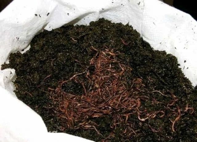Biogumos maxsuloti bor ‼️Narxini kelishamiz  Koproq olganga skidka — 5
