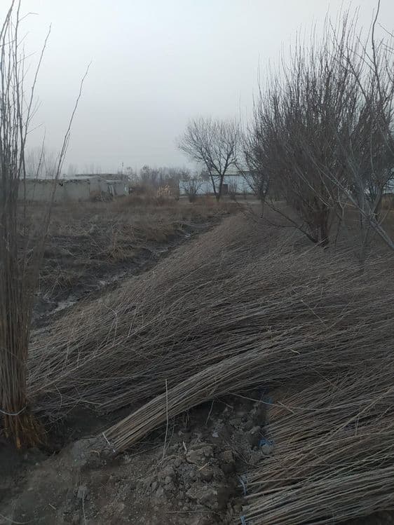Ikki yillik koʻchatlar — 2