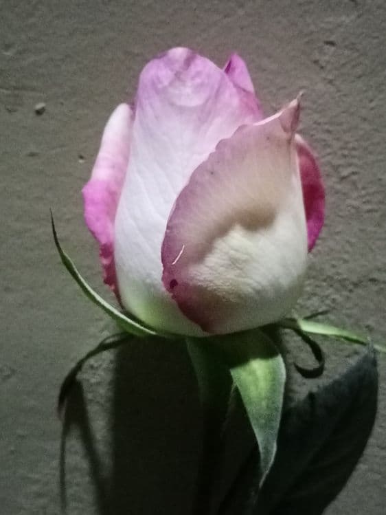 Atir gul ko'chat — 3