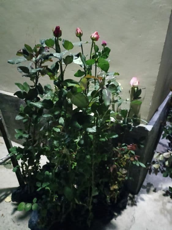 Atir gul ko'chat — 5