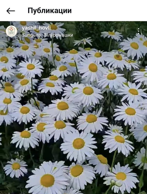 Ромашка ва бошка куп йиллик гул кучатлари — 9