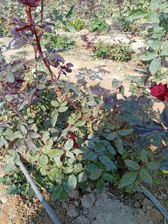 Atir gul kochat sotiladi — 6