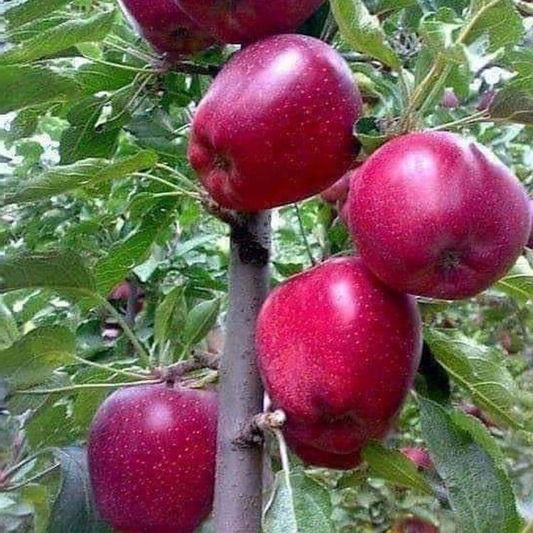 Мевали дарахтлар кучатлари — 10