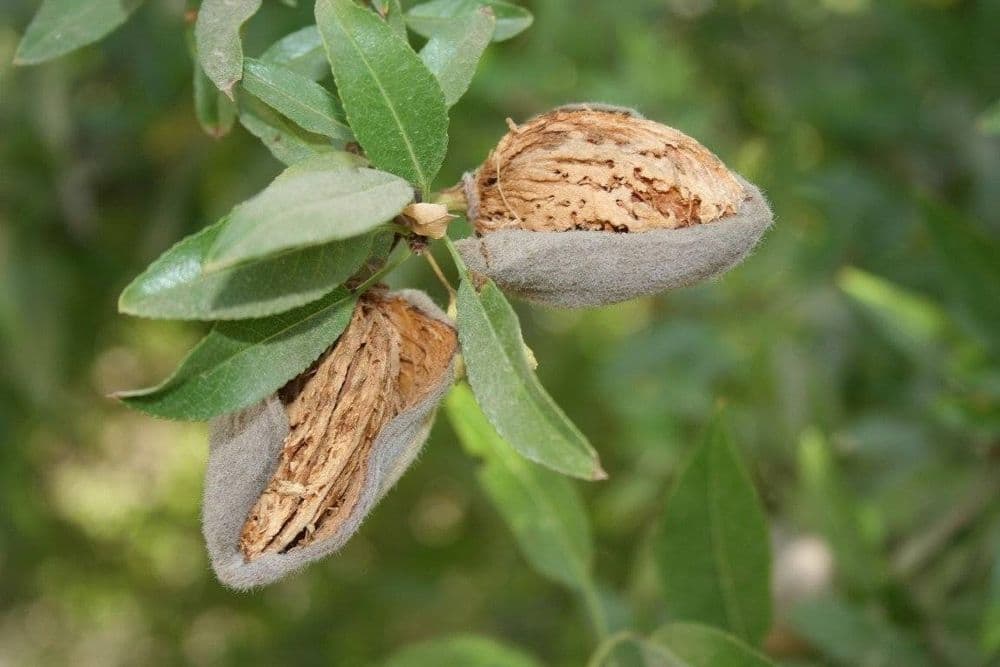 Мевали дарахтлар кучатлари — 13